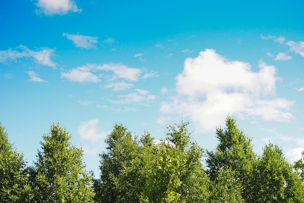 Bosque de abedules verdes y esponjosas nubes blancas en el cielo azul.