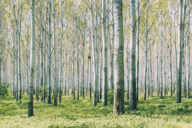 Foto bosque de abedules