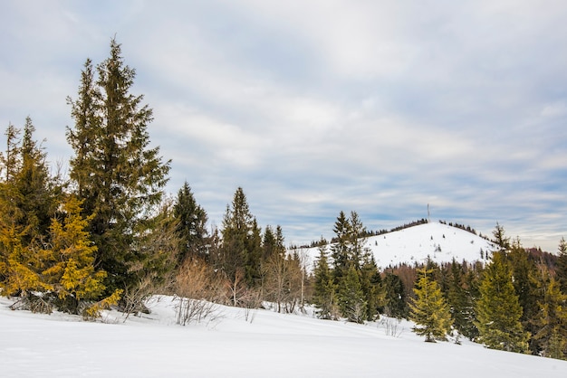 Bosque de abeto de invierno con vistas a las montañas