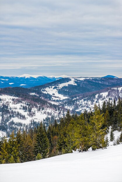 Bosque de abeto de invierno con vistas a las montañas