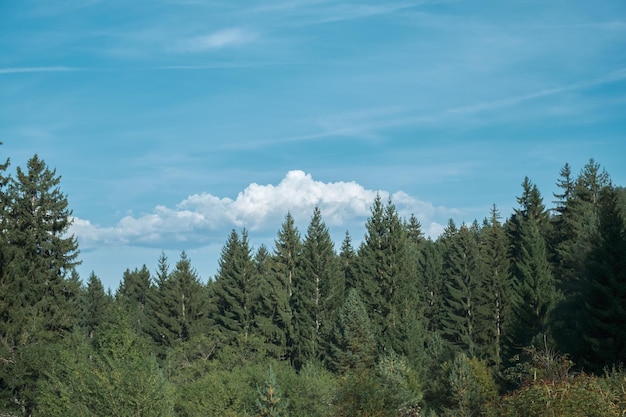 Foto bosque de abetos al mediodía, hermoso paisaje, idea para cartel con copia espacio para recreación al aire libre