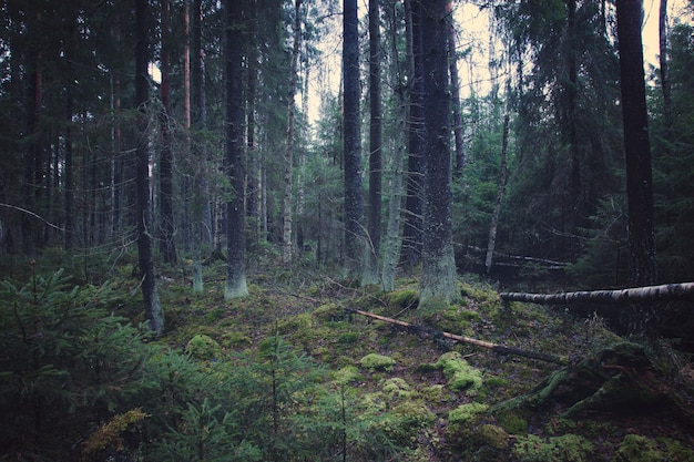 Bosque de abetos con árboles de Navidad jóvenes y suelo cubierto de musgo.