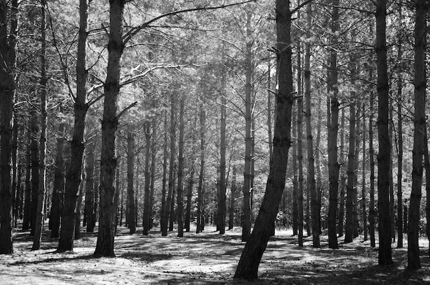 bosque de abetos en blanco y negro