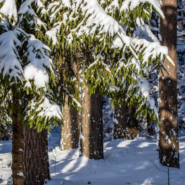 Bosque de abetos cubierto de nieve fresca durante la Navidad de invierno en un soleado día helado