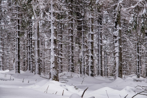 Bosque de abetos cubierto de nieve en invierno vista pintoresca de abetos nevados en un día helado