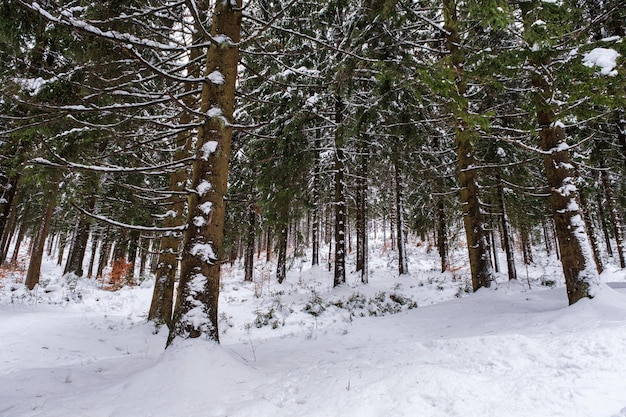 Bosque de abetos cubierto de nieve en invierno