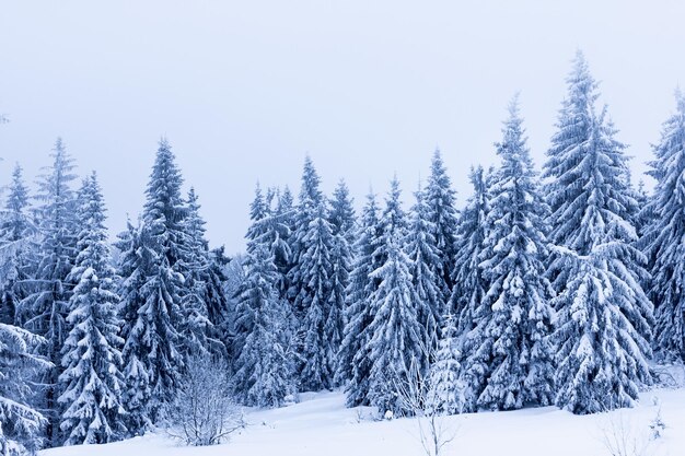 Bosque de abetos cubierto de nieve en el paisaje invernal