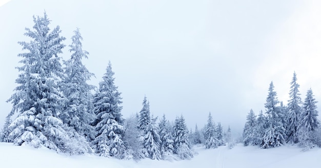 Bosque de abetos cubierto de nieve en el paisaje invernal