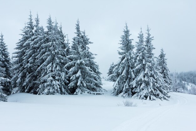 Bosque de abetos cubierto de nieve en el paisaje invernal