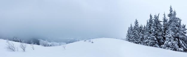 Bosque de abetos cubierto de nieve en el paisaje invernal