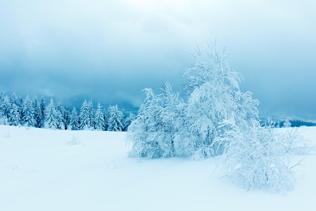 Bosque de abetos cubierto de nieve en el paisaje invernal