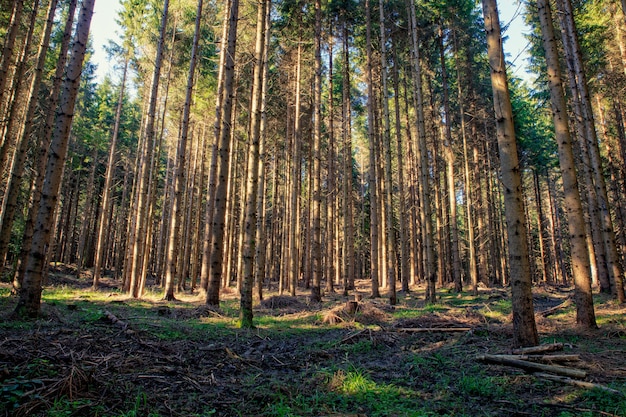 Bosque de abetos, Eslovenia