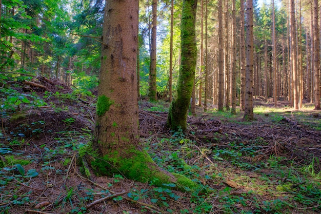 Bosque de abetos, Eslovenia