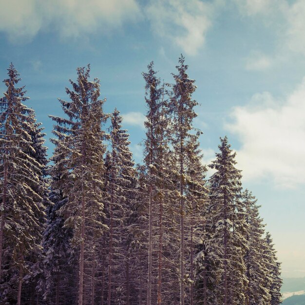 Bosque de abetos de invierno con cielo azul nublado detrás