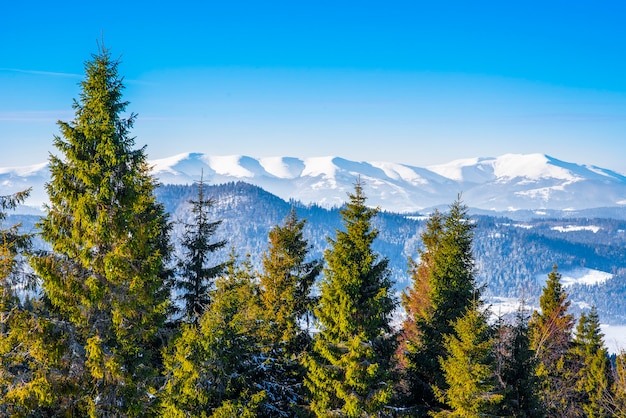 Bosque de abetos de invierno con vistas a las montañas