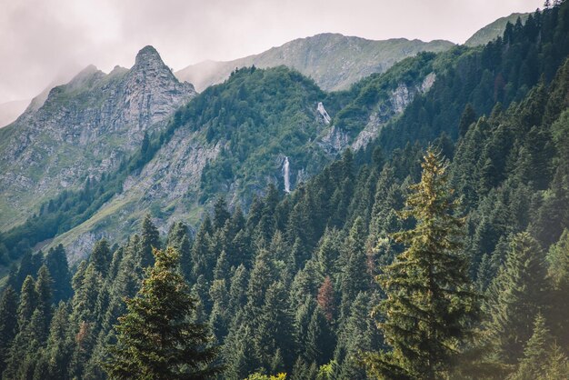 Bosque de abetos en las montañas