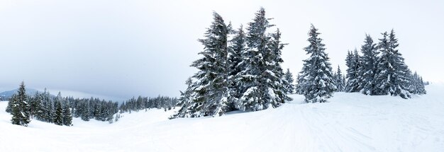 Bosque de abetos nevados congelados después de nevadas y cielo gris en neblina en el día de invierno Montañas Cárpatos Ucrania