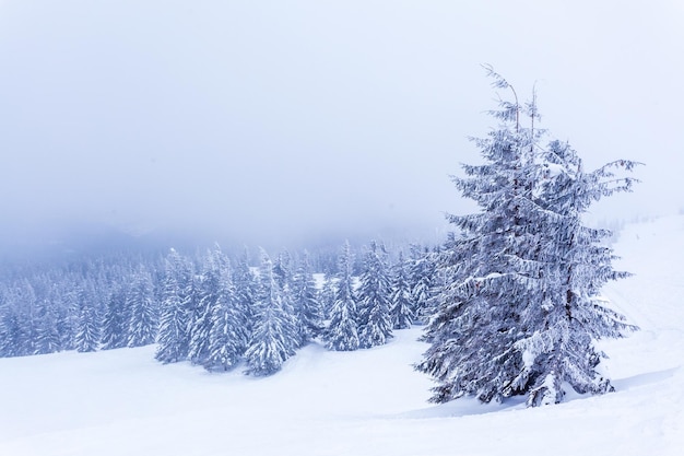 Bosque de abetos nevados congelados después de nevadas y cielo gris en neblina en el día de invierno Montañas Cárpatos Ucrania