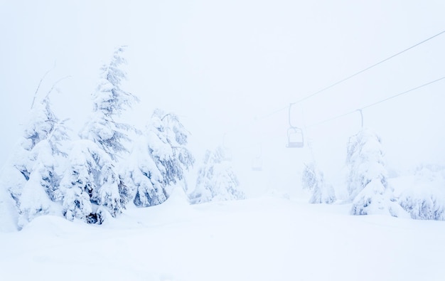 Bosque de abetos nevados congelados después de nevadas y cielo gris en neblina en el día de invierno Montañas Cárpatos Ucrania