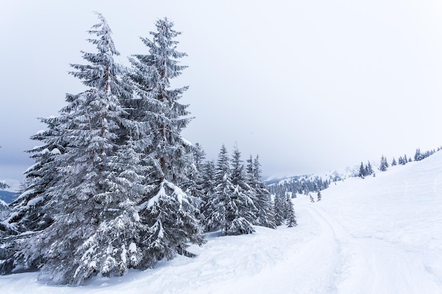 Bosque de abetos nevados congelados después de nevadas y cielo gris en neblina en el día de invierno Montañas Cárpatos Ucrania