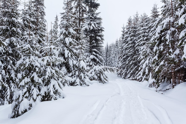 Bosque de abetos nevados congelados después de nevadas y cielo gris en neblina en el día de invierno Montañas Cárpatos Ucrania