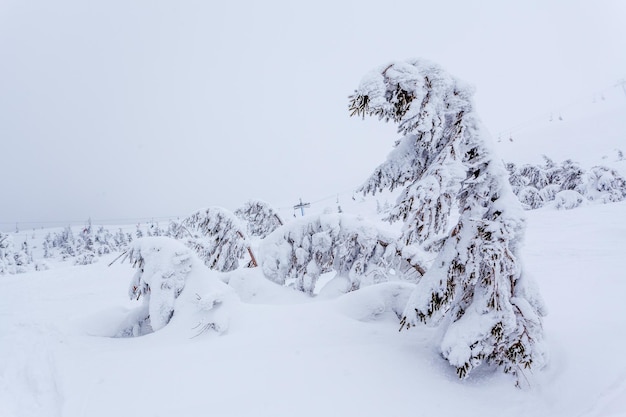 Bosque de abetos nevados congelados después de nevadas y cielo gris en neblina en el día de invierno Montañas Cárpatos Ucrania