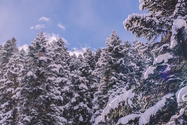 Bosque de abetos nevados en las montañas