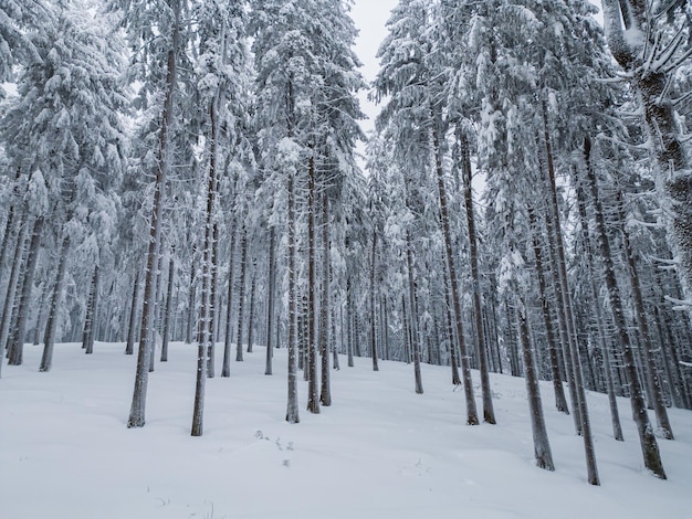 Bosque de abetos con nieve nadie