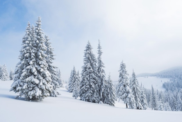 Bosque de abetos en la nieve