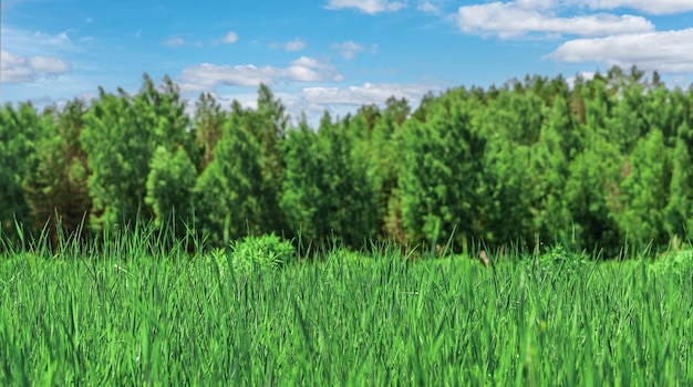 Bosque de abetos de paisaje de verano en prado de hierba verde buen clima soleado con nubes esponjosas en el cielo al mediodía