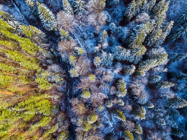 Bosque de abetos a principios de invierno