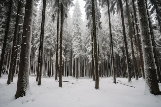 Bosque de abetos durante la temporada de invierno con nieve que cubre el suelo y los árboles