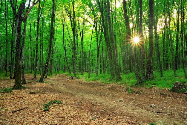 Bosque al amanecer. El camino está en el bosque verde.