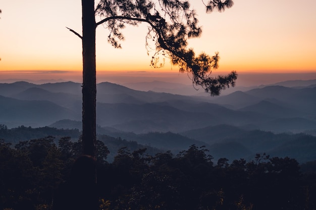 En el bosque al anochecer y la luz del atardecer.