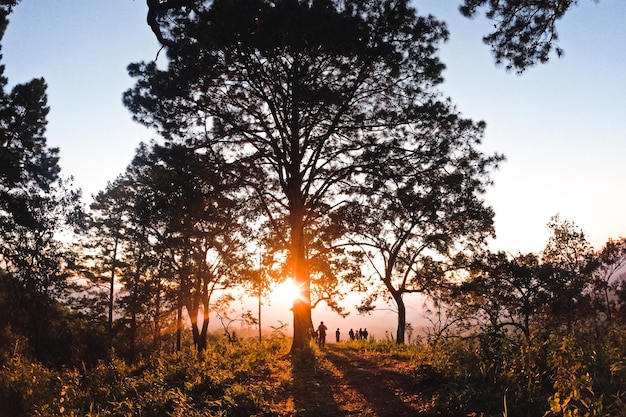 En el bosque al anochecer y la luz del atardecer.