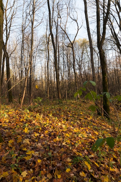 bosque al final del otoño