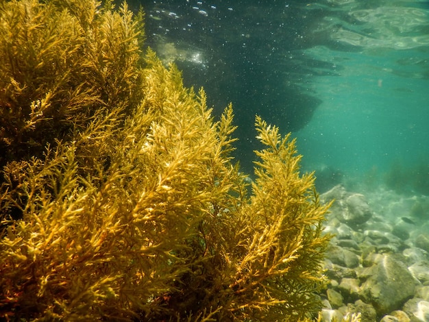 Foto bosque de algas, algas bajo el agua, algas en aguas poco profundas cerca de la superficie