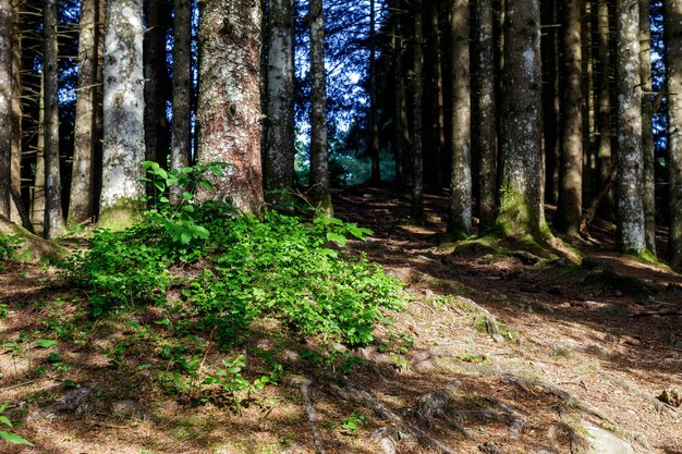 El bosque alrededor del lago Pra da Stua en la provincia de Trento