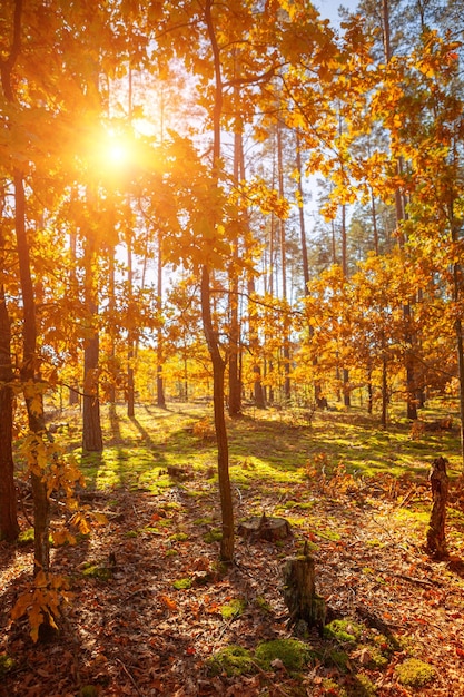 El bosque del amanecer de cerca