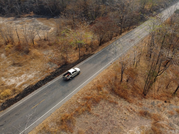 Bosque amarillo árido, El camino en el bosque estaba lleno de árboles ennegrecidos por los incendios forestales.