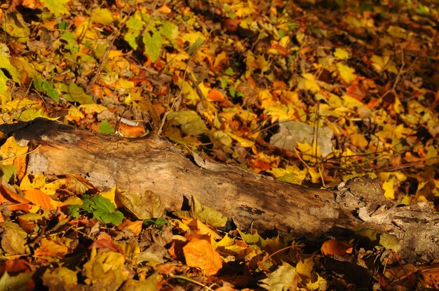 Bosque amarillo del otoño