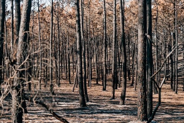 Bosque de apocalipsis quemado con cenizas pálidas en el suelo