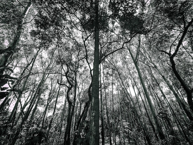 un bosque con un árbol en el medio