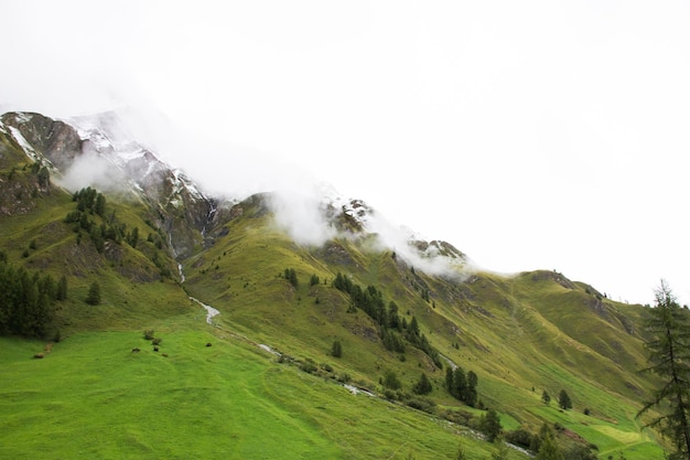 Bosque de árboles alpinos en la montaña con la cordillera más alta y extensa de los Alpes en Samnaun, un pueblo alpino alto en la región de Graubunden en Suiza