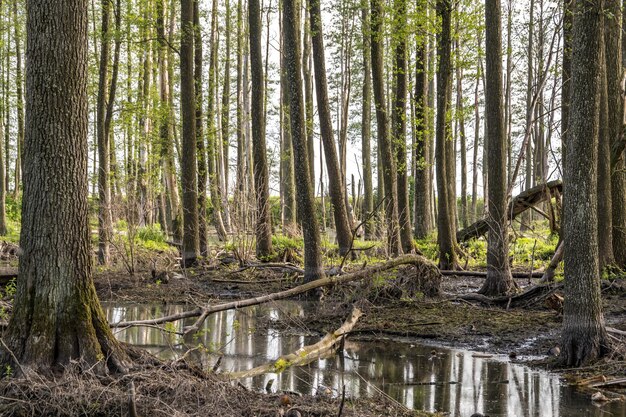 Bosque de árboles altos en agua de pantano