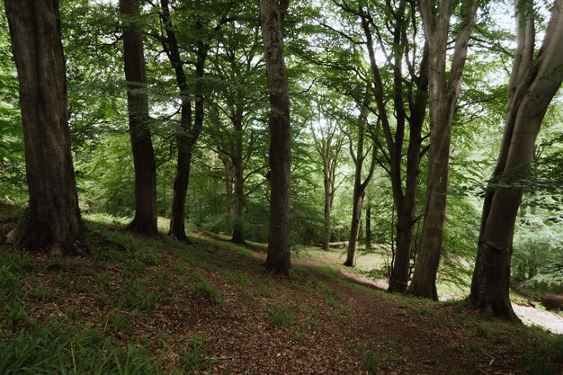 bosque con árboles altos cerca de rosslyn