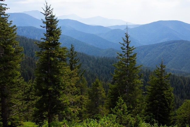 un bosque con árboles altos y montañas en el fondo