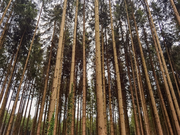 Un bosque de árboles altos con la palabra árbol en la parte inferior.