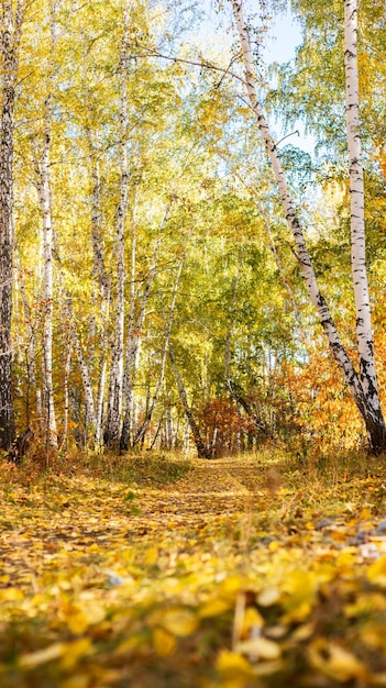 Un bosque de árboles amarillos, verdes y rojos con un camino en el medio.