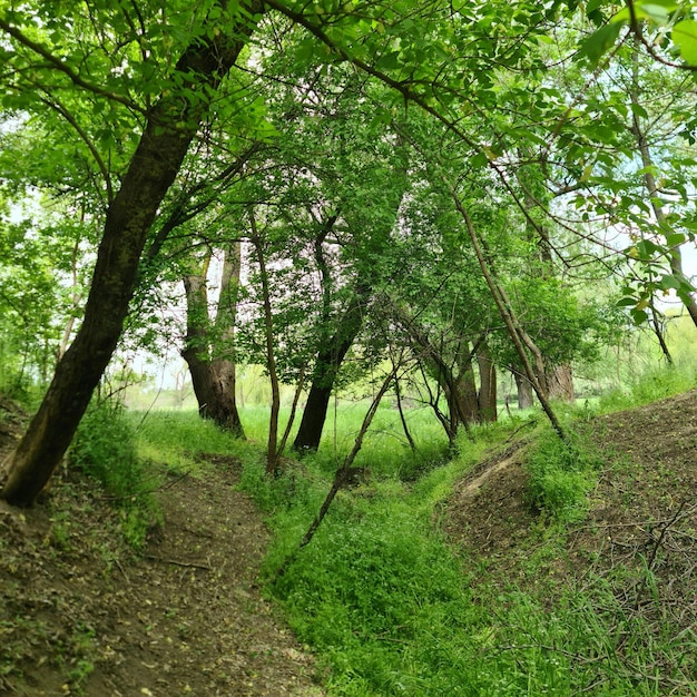 Un bosque con árboles y arbustos y un camino que tiene un pequeño sendero que lleva a una pequeña colina.